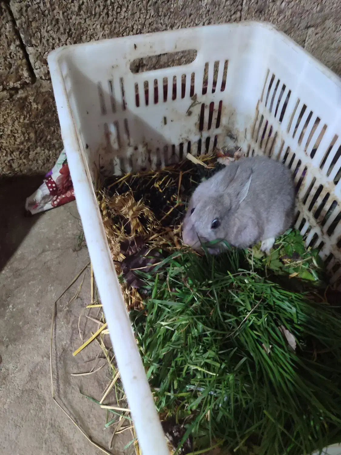 خرگوش|موش و خرگوش|فومن, |دیوار