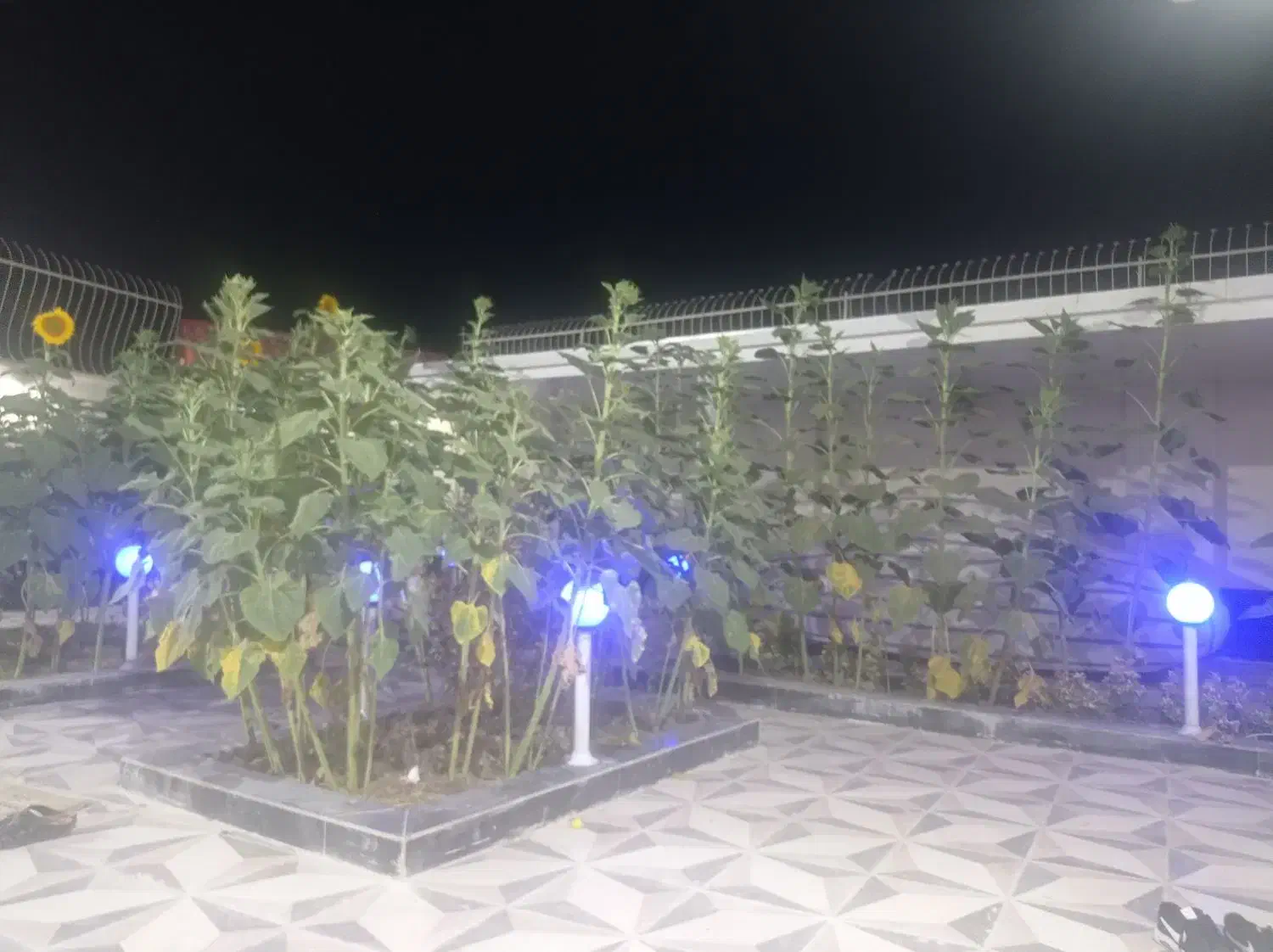 خونه باغ|فروش خانه و ویلا|پیر بکران, |دیوار