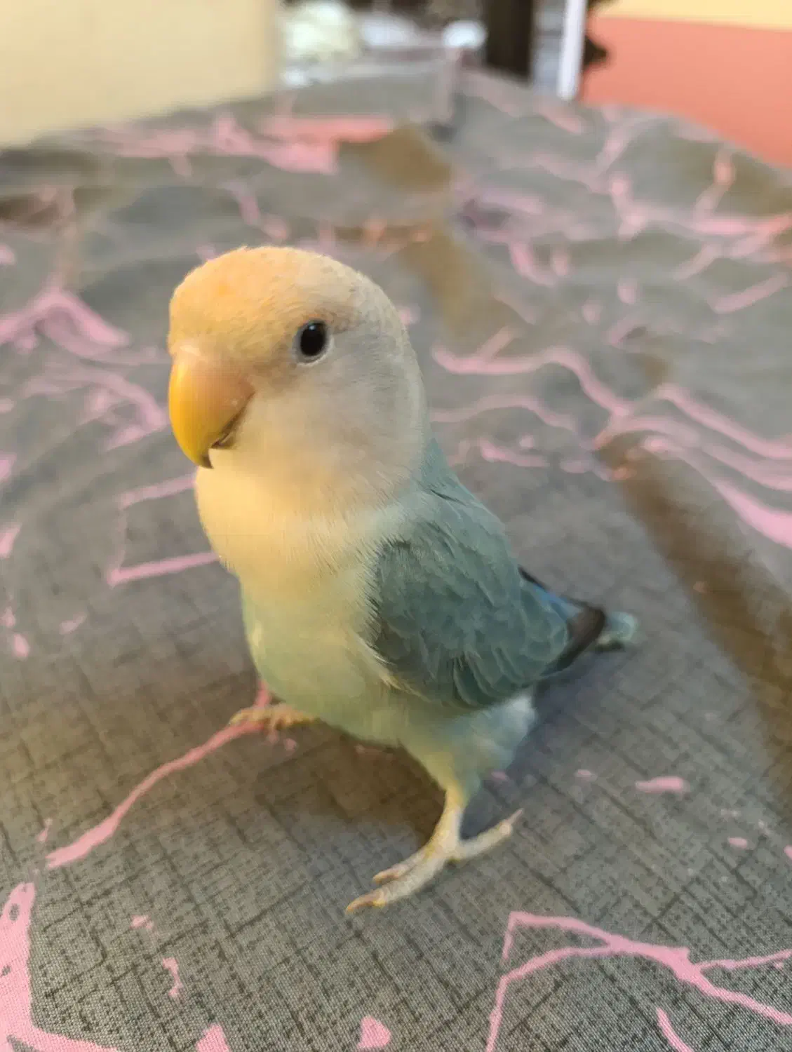 یک جفت طوطی برزیلی اهلی و بازی گوش|پرنده|کازرون, |دیوار