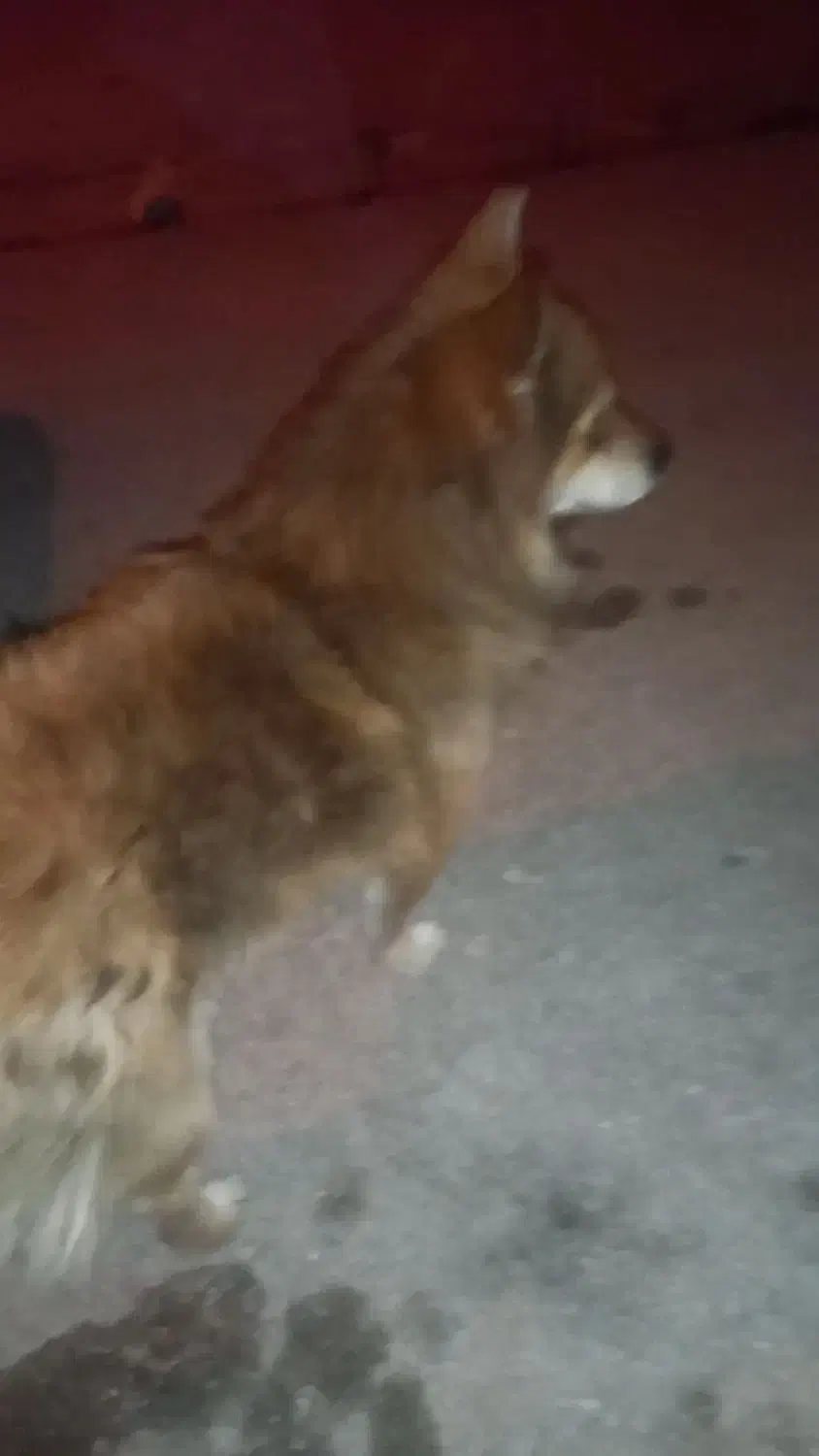 گمشده|حیوانات|بروجرد, |دیوار