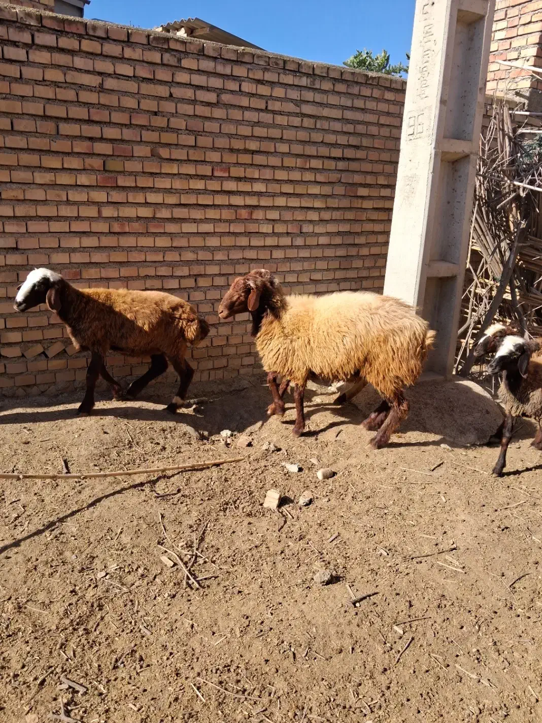 بره نر جوان|حیوانات مزرعه|مینودشت, |دیوار