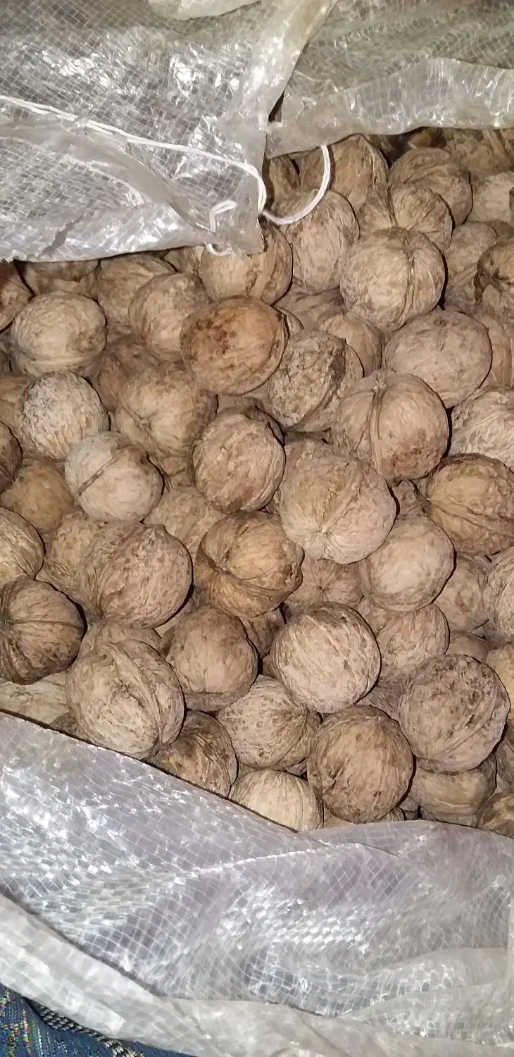 گردوی کاغذی|خوردنی و آشامیدنی|خرمدشت, |دیوار