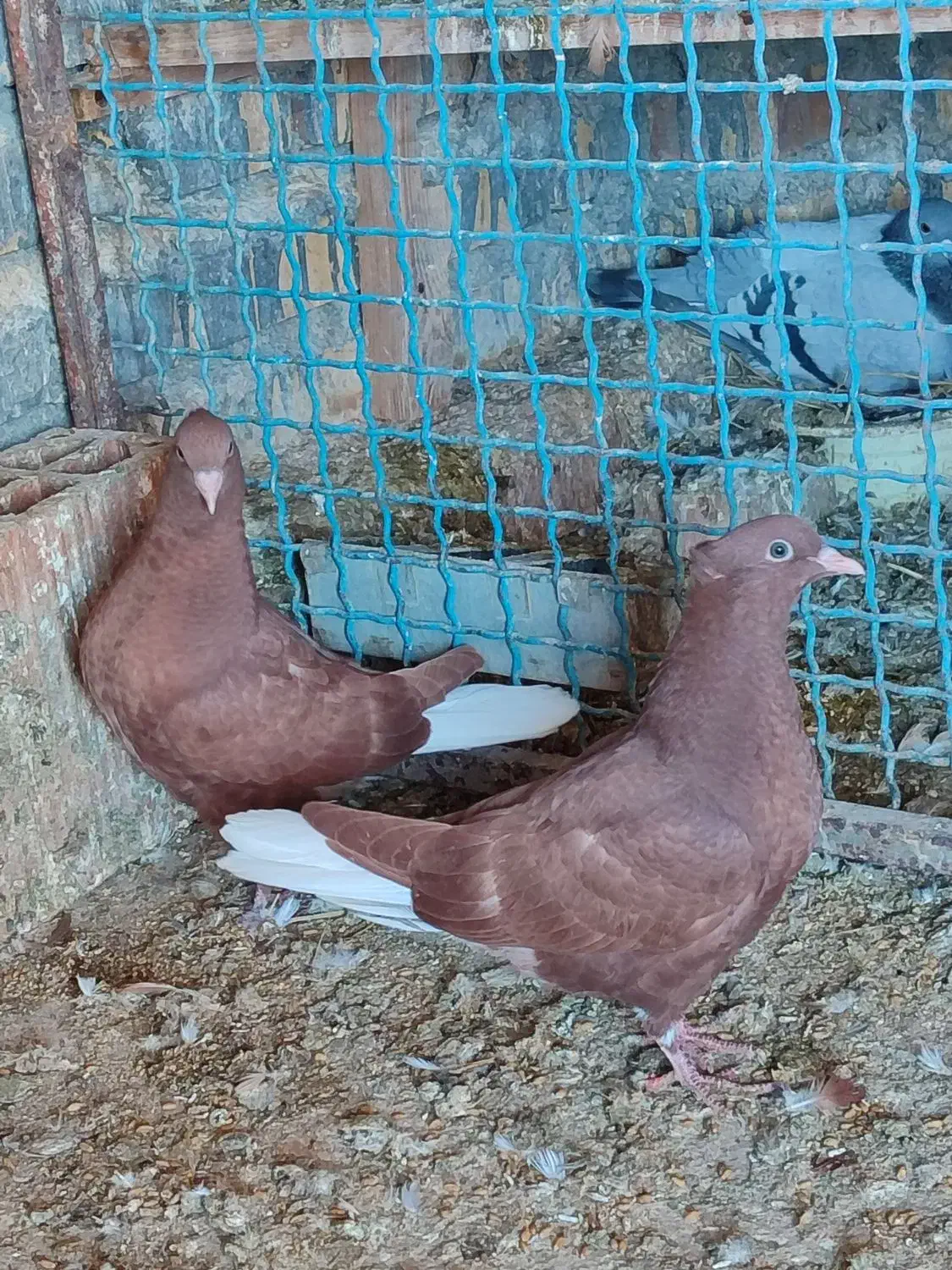 سرخ دم سفید جوجه|پرنده|سیمین شهر, |دیوار