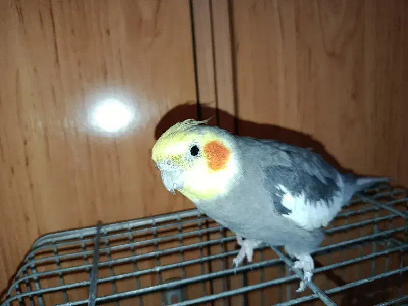 عروس هلندی نره مست مست اماده سخنگو|پرنده|تهران, امین حضور|دیوار