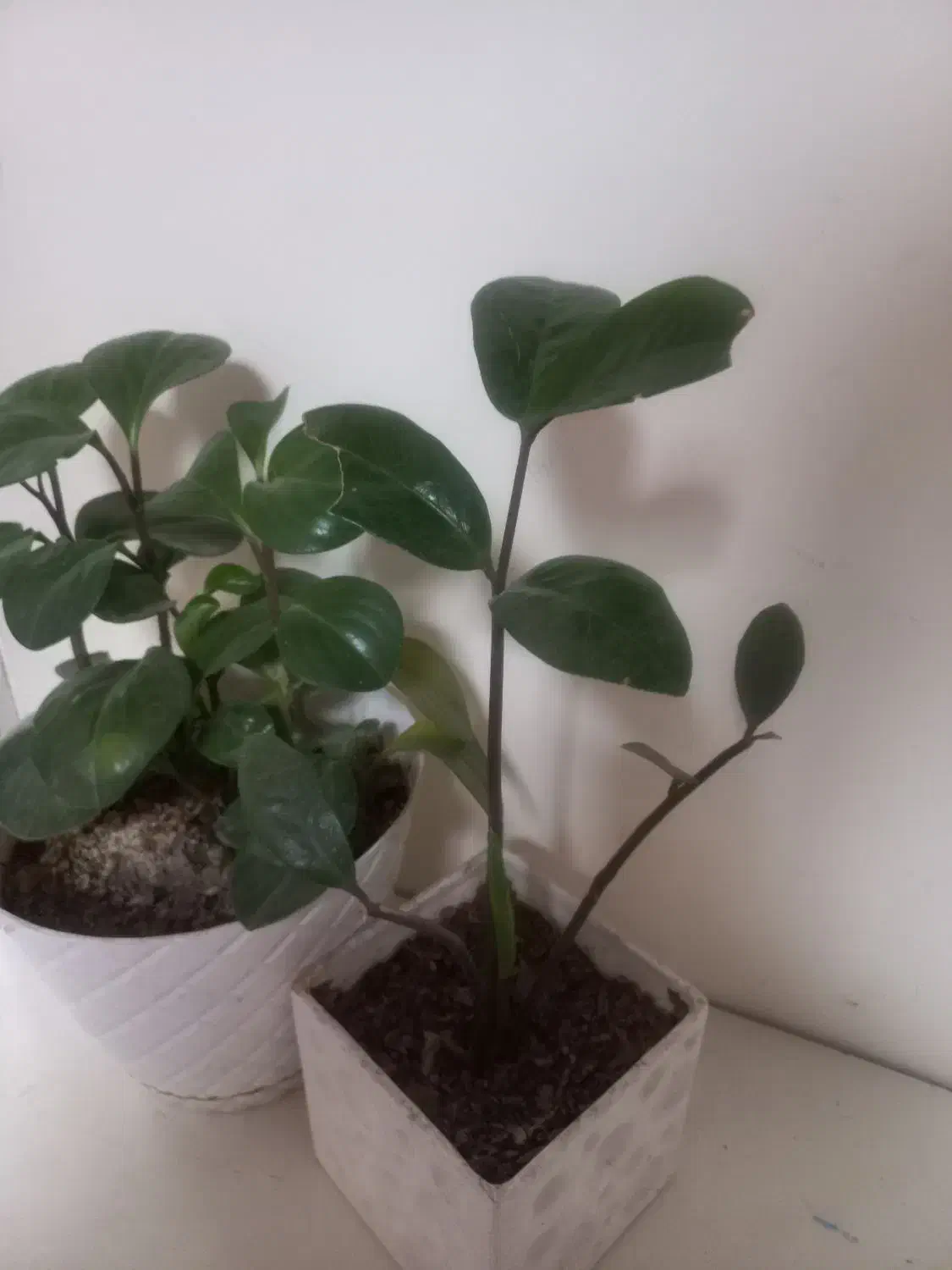 گل طبیعی|گل و گیاه طبیعی|زنجان, |دیوار