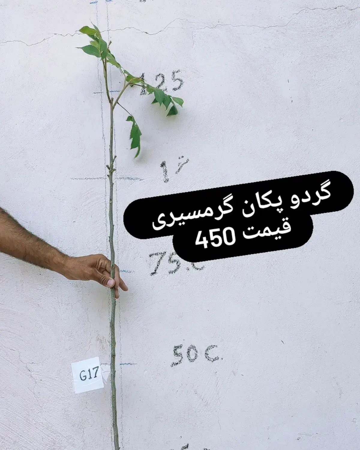 نهال گردو گرمسیری و موز و کنار سیبی|گل و گیاه طبیعی|بم, |دیوار