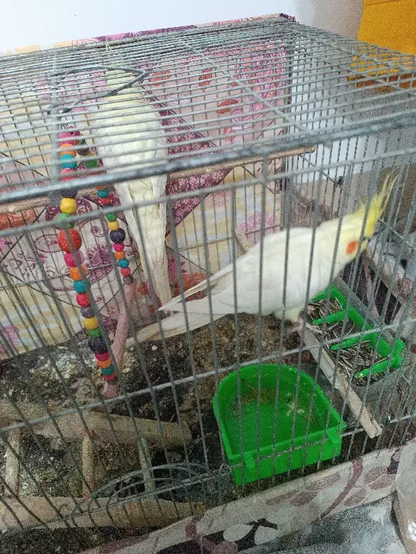 یک جفت عروس هلندی همراه جوجه و تخم|پرنده|نجف‌آباد, دانش|دیوار