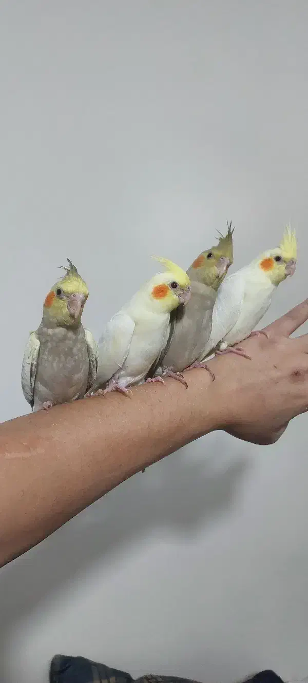 جوجه عروس هلندی|پرنده|تهران, سازمان آب|دیوار