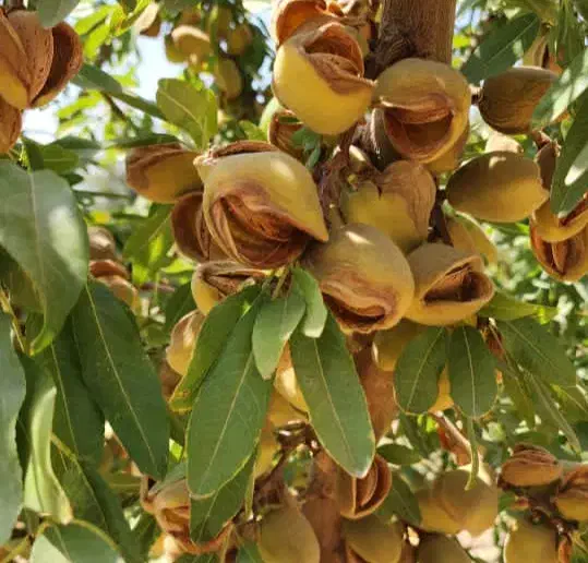 نهال گردو و بادام و میوه|گل و گیاه طبیعی|ماکو, |دیوار