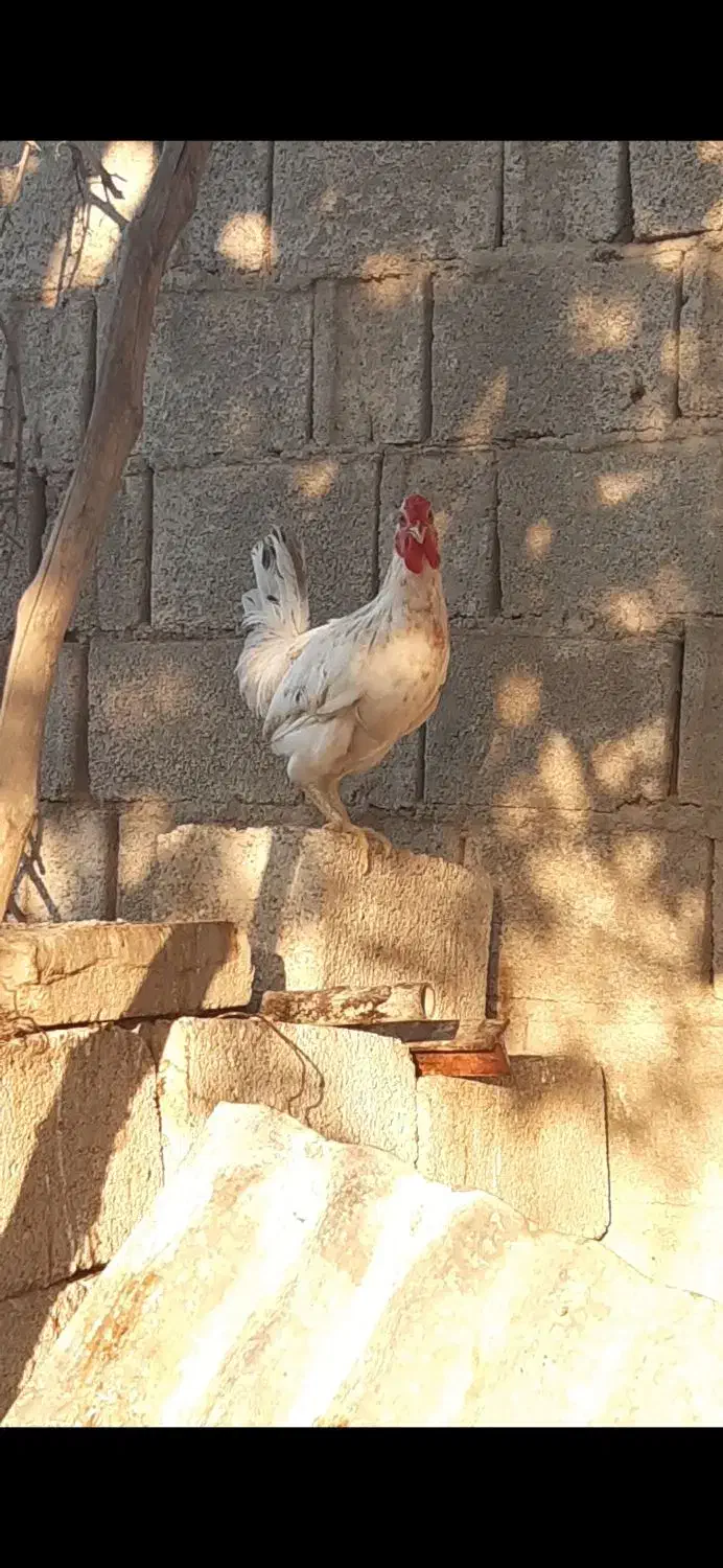 خروس محلی چهل تاج|حیوانات مزرعه|آبپخش, |دیوار