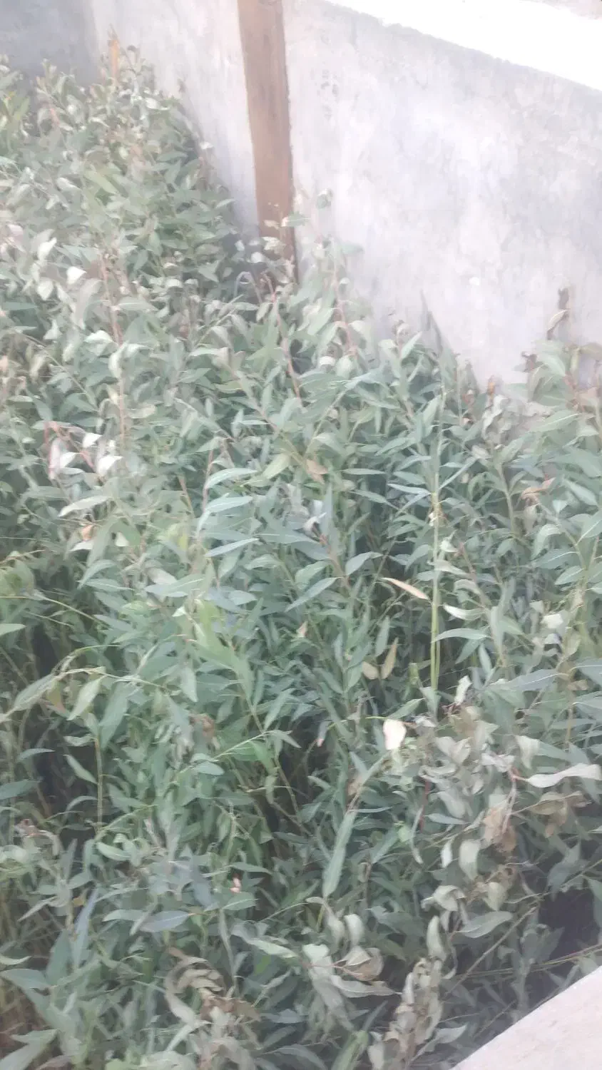 نهال اوکالیپتوس تعداد محدود ۳۰ تومن|خدمات باغبانی و درختکاری|ساوه, |دیوار