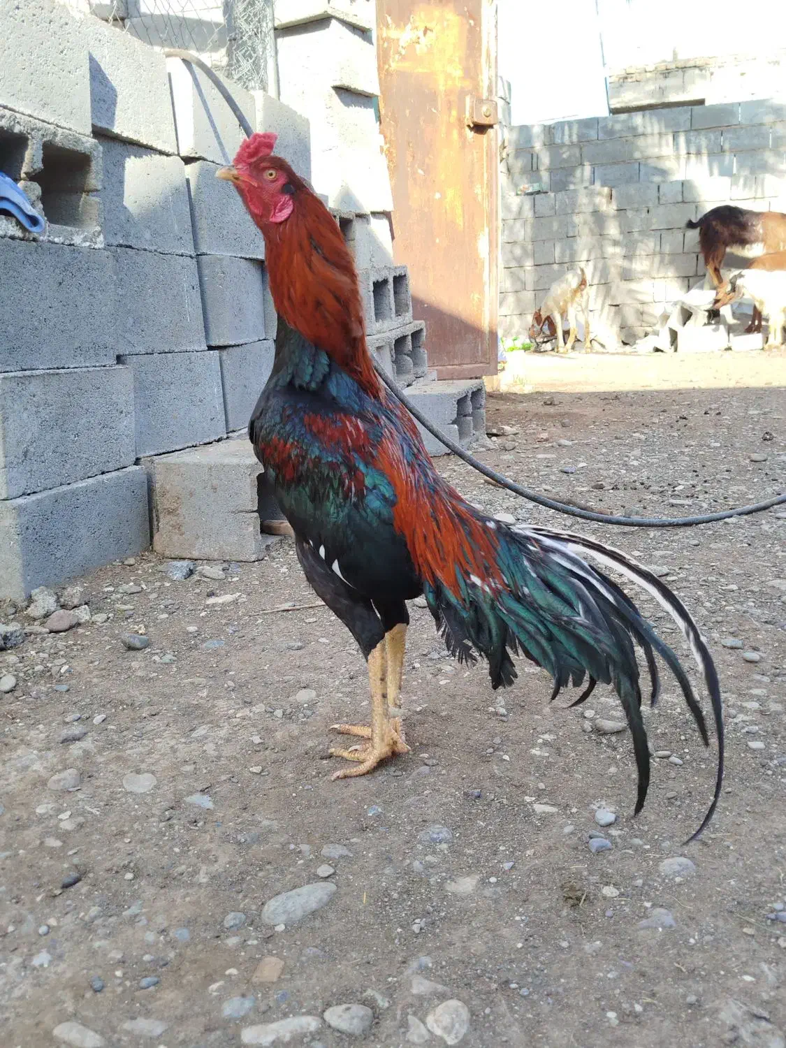 خروس|حیوانات مزرعه|رودان, |دیوار