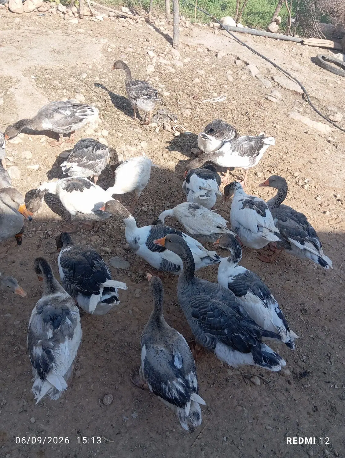 غاز|حیوانات مزرعه|اندیمشک, |دیوار