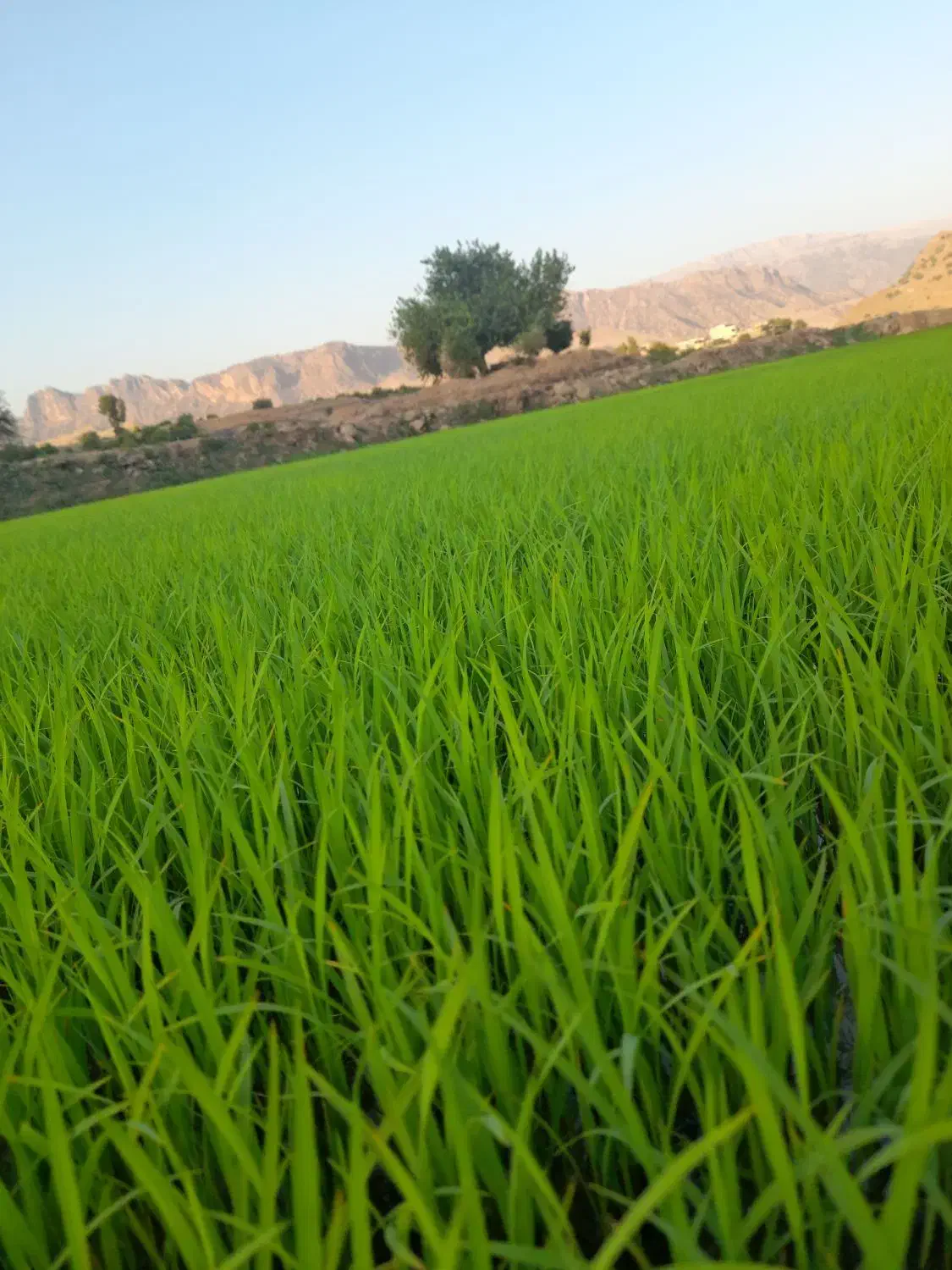 برنج چمپا کلات اصل|خوردنی و آشامیدنی|دهدشت, |دیوار