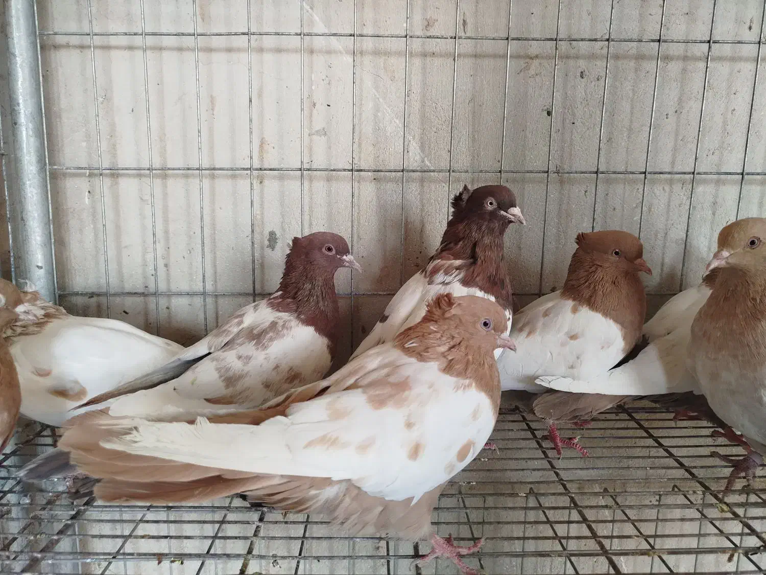 کبوتر سینه ای درجه یک|پرنده|اصفهان, ارغوانیه|دیوار