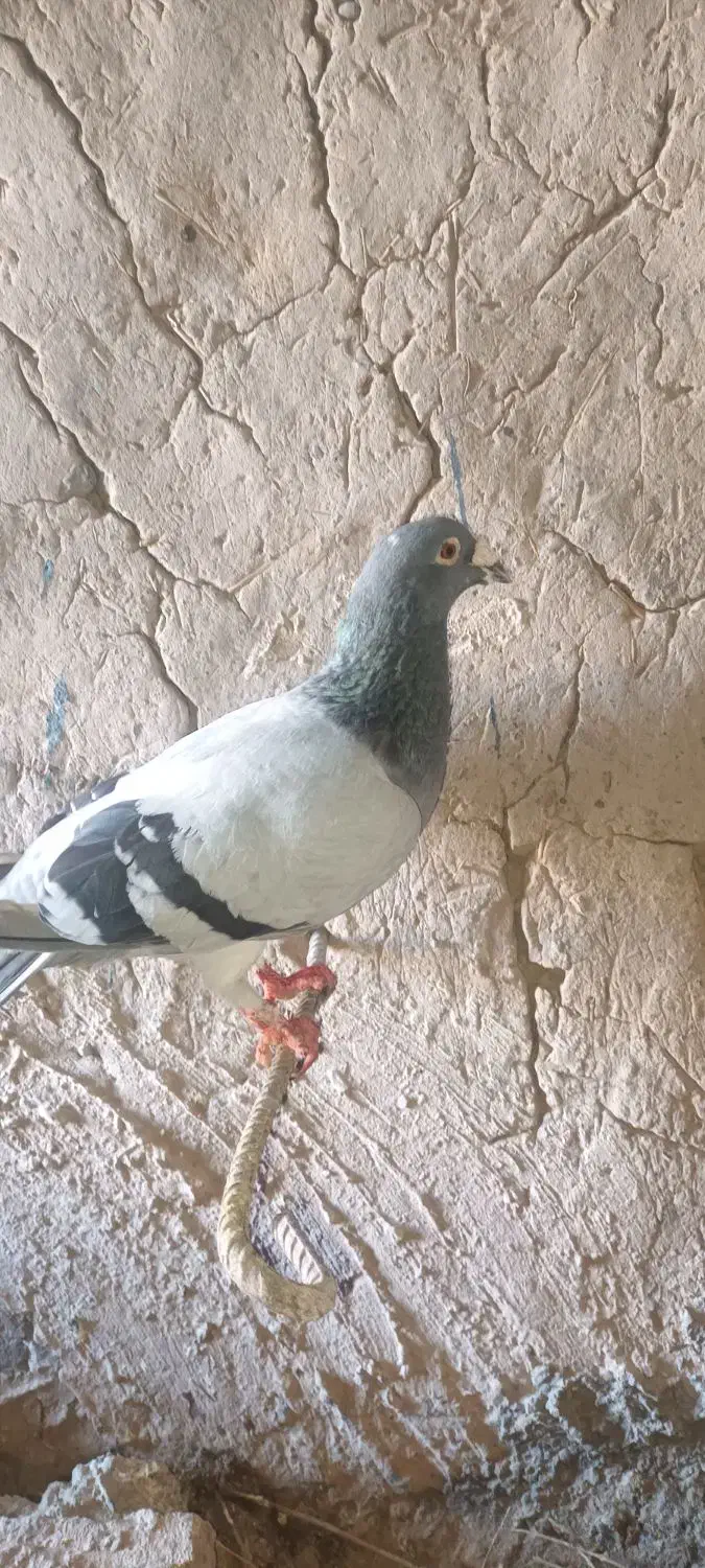 کفتر|پرنده|سده (خراسان جنوبی), |دیوار