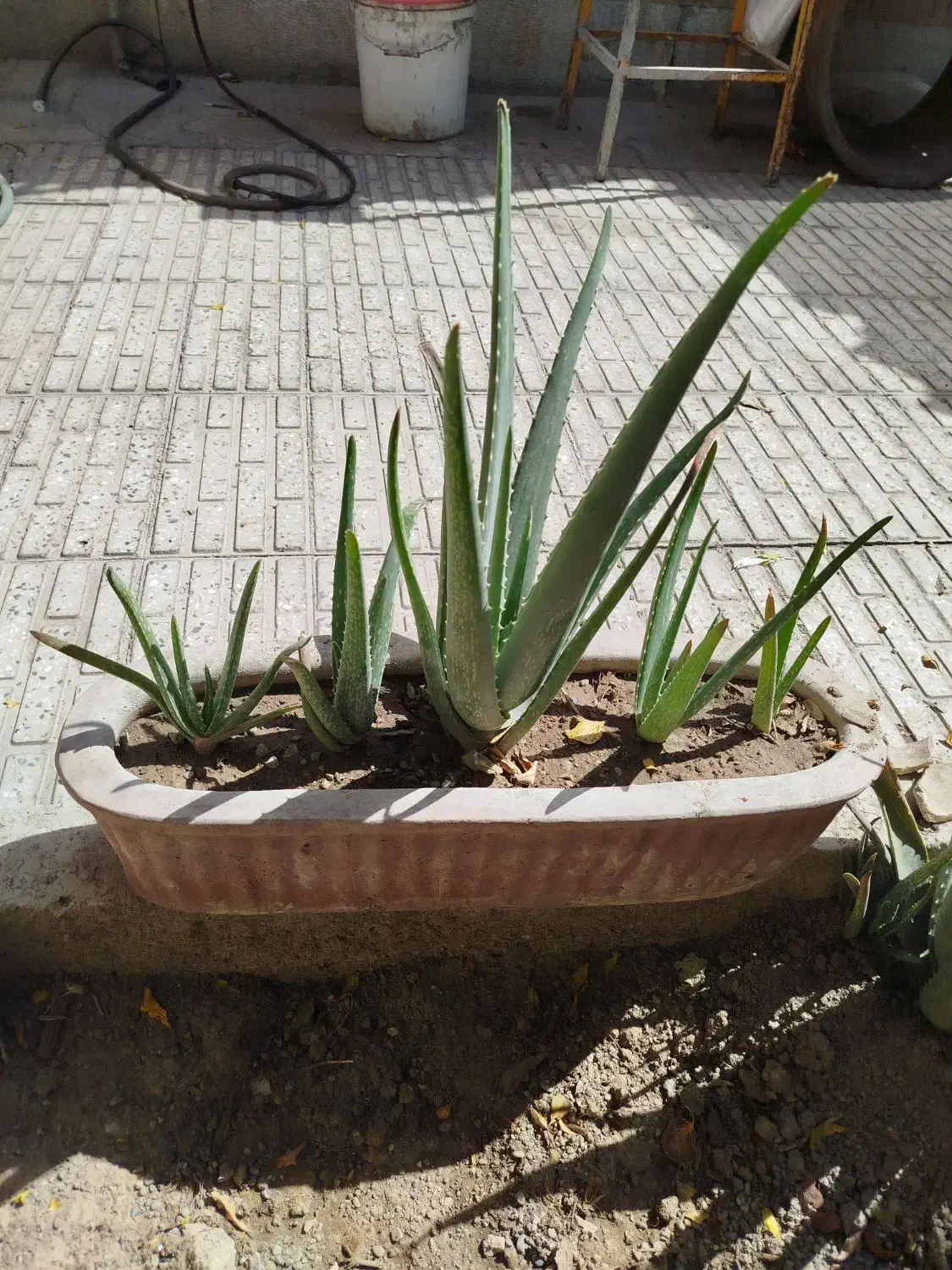 گل وگیاه|گل و گیاه طبیعی|اصفهان, قائمیه|دیوار