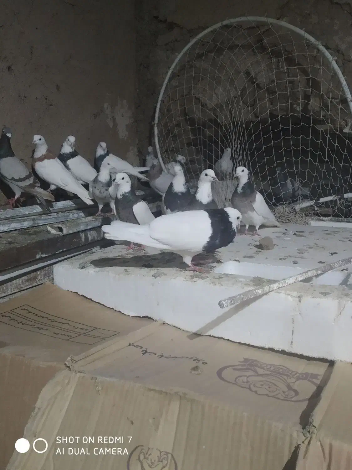 کبوتر|پرنده|جوکار, |دیوار