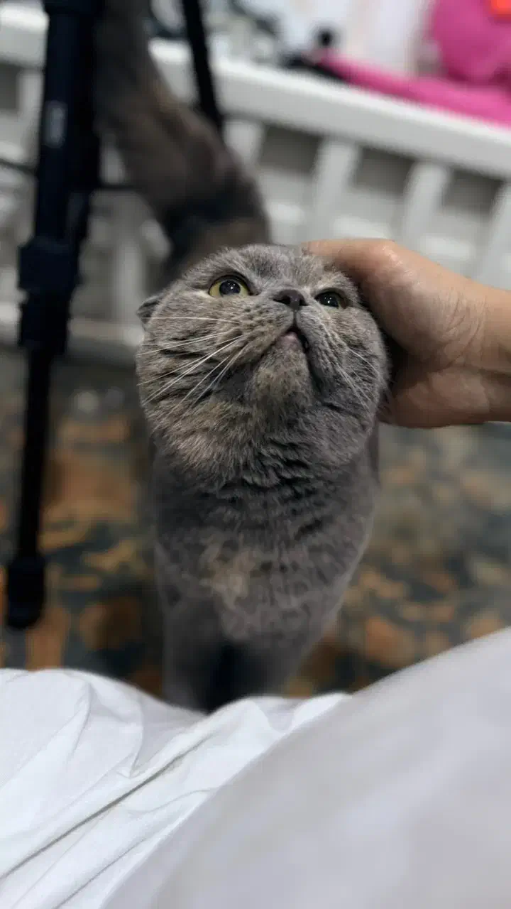 گربه اسکاتی ۱۶ ماهه|گربه|ساری, |دیوار