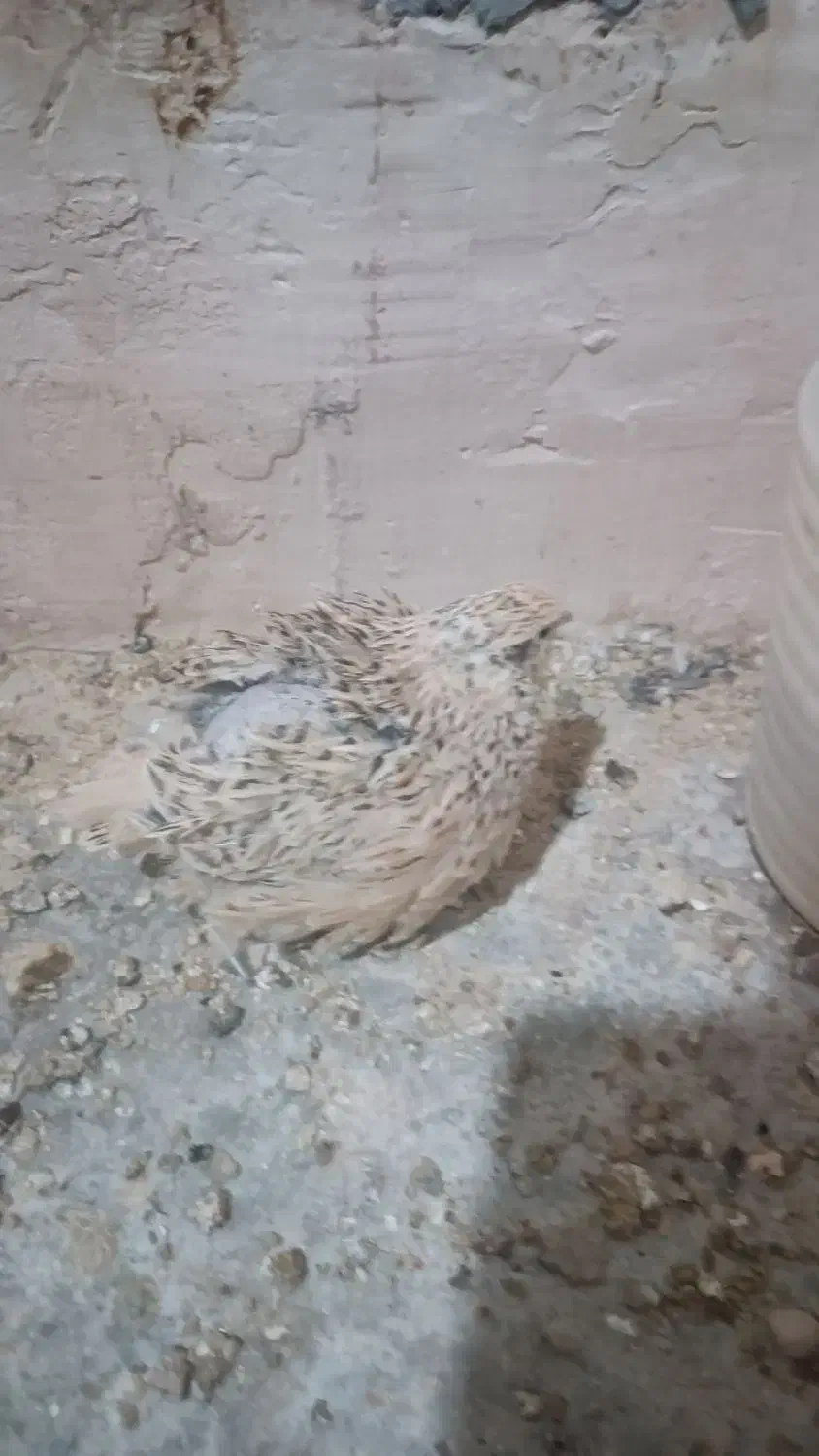 تخم بلدرچین|خوردنی و آشامیدنی|محمدبار, |دیوار