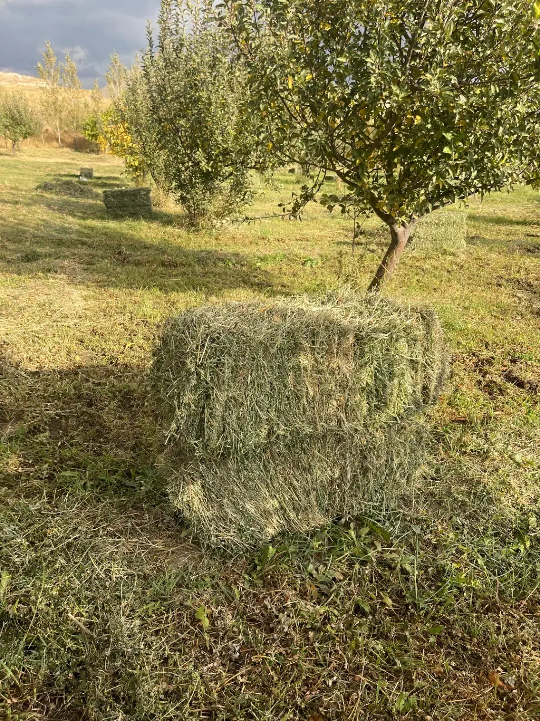 علوفه پشه دوره|لوازم جانبی حیوانات|سراب, |دیوار