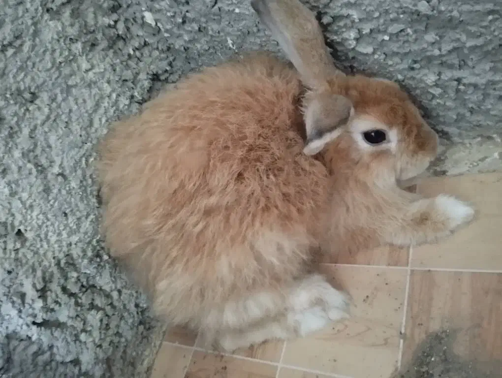 خرگوش لوپی|موش و خرگوش|ایرانشهر, |دیوار