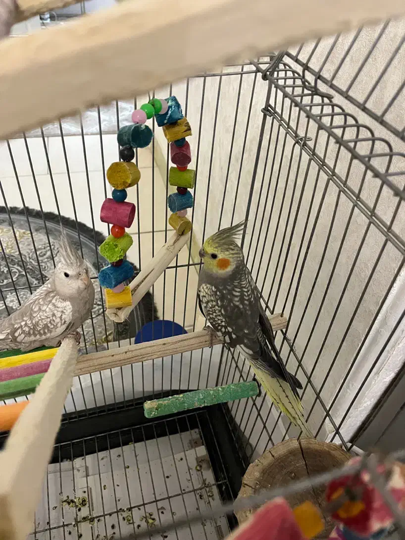 عروس هلندی وایت فیس و گل باقالی نر|پرنده|تهران, جیحون|دیوار