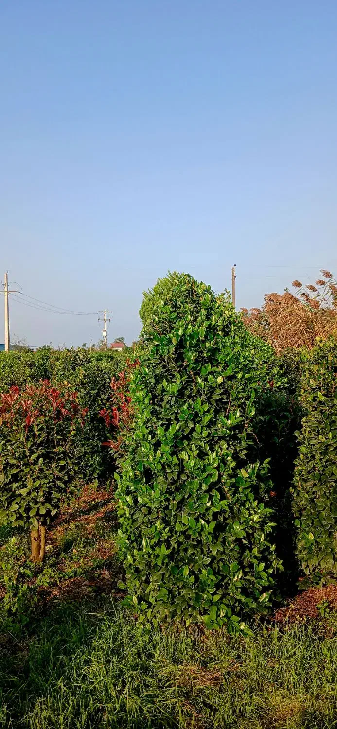 یاس هلندی لوکس و فتونیا تنه قوی|گل و گیاه طبیعی|رودسر, |دیوار