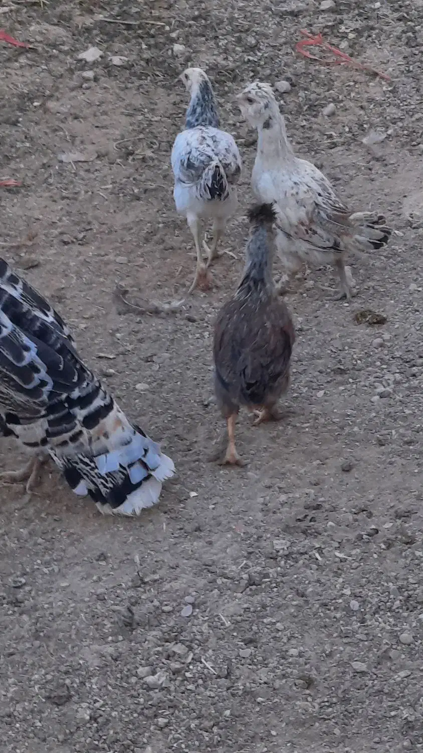 ۵عدد مرغ و یک عدد خروس و چند عدد باری در کوار|حیوانات مزرعه|کوار, |دیوار