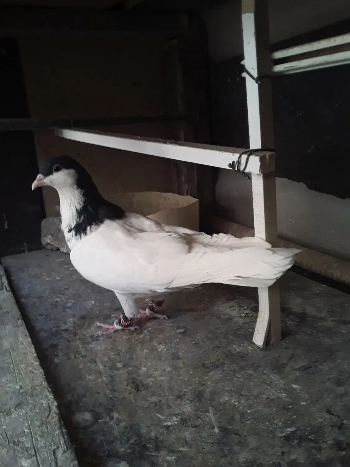 کبوتر شصتی سیاه|پرنده|اقبالیه, |دیوار