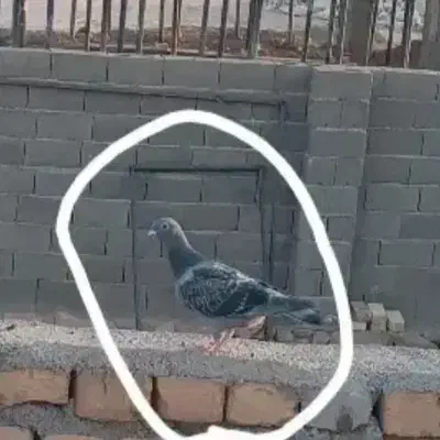 کبوتر گمشده|حیوانات|سبزوار, هویزه|دیوار