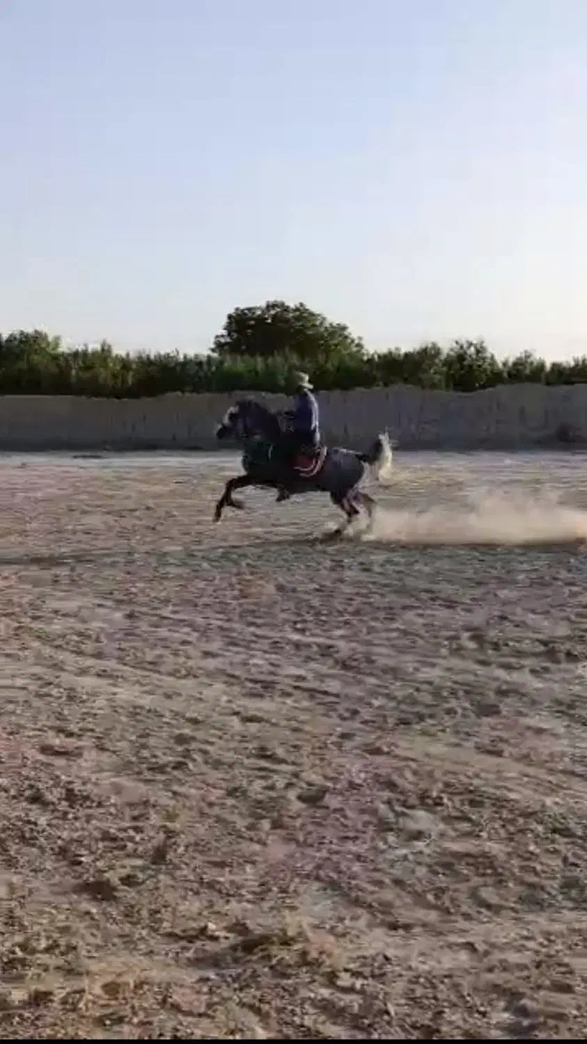 نریون کرد|اسب و تجهیزات اسب‌سواری|شهریار, کهنز|دیوار