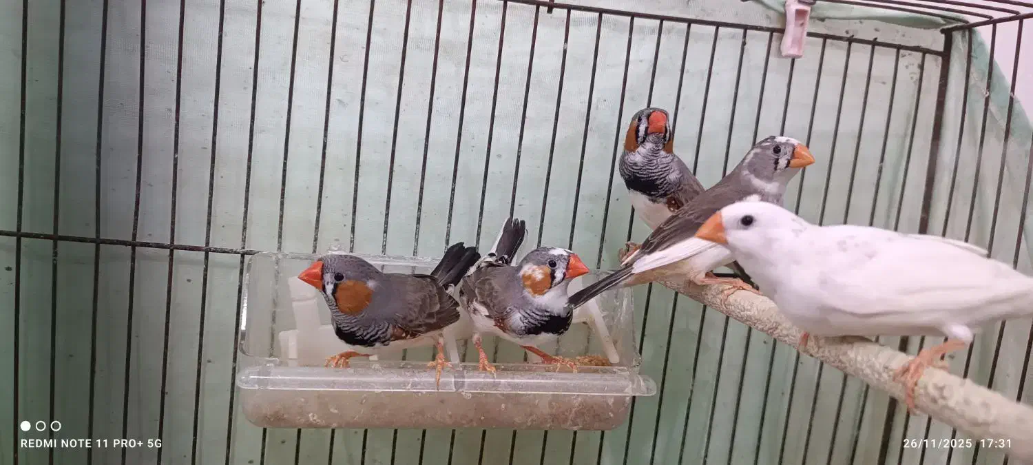 فنچ نروماده،سفید و رنگی،بالغ|پرنده|قرچک, محمد آباد|دیوار