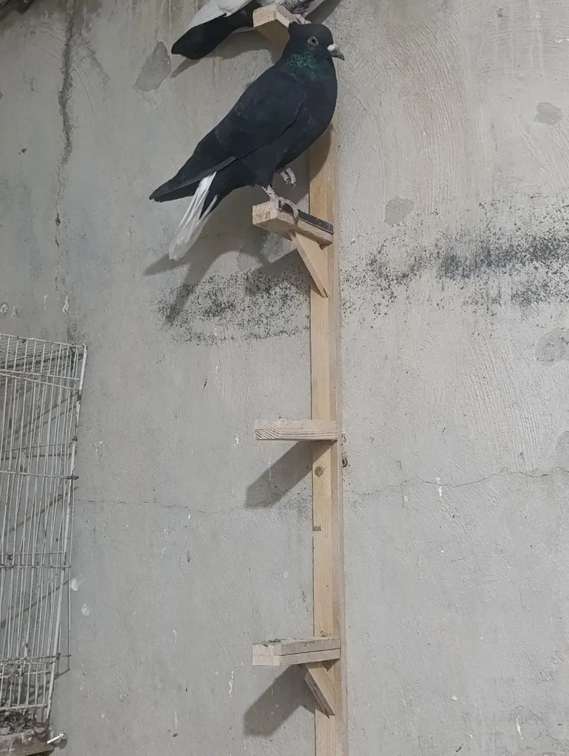 دم سفید|پرنده|نصر آباد, |دیوار