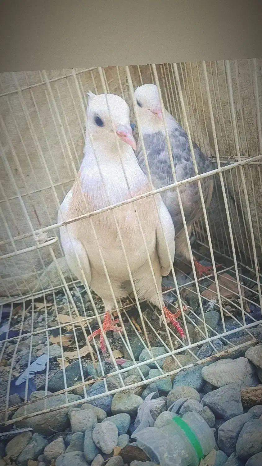 کبوتر|پرنده|جیرفت, |دیوار