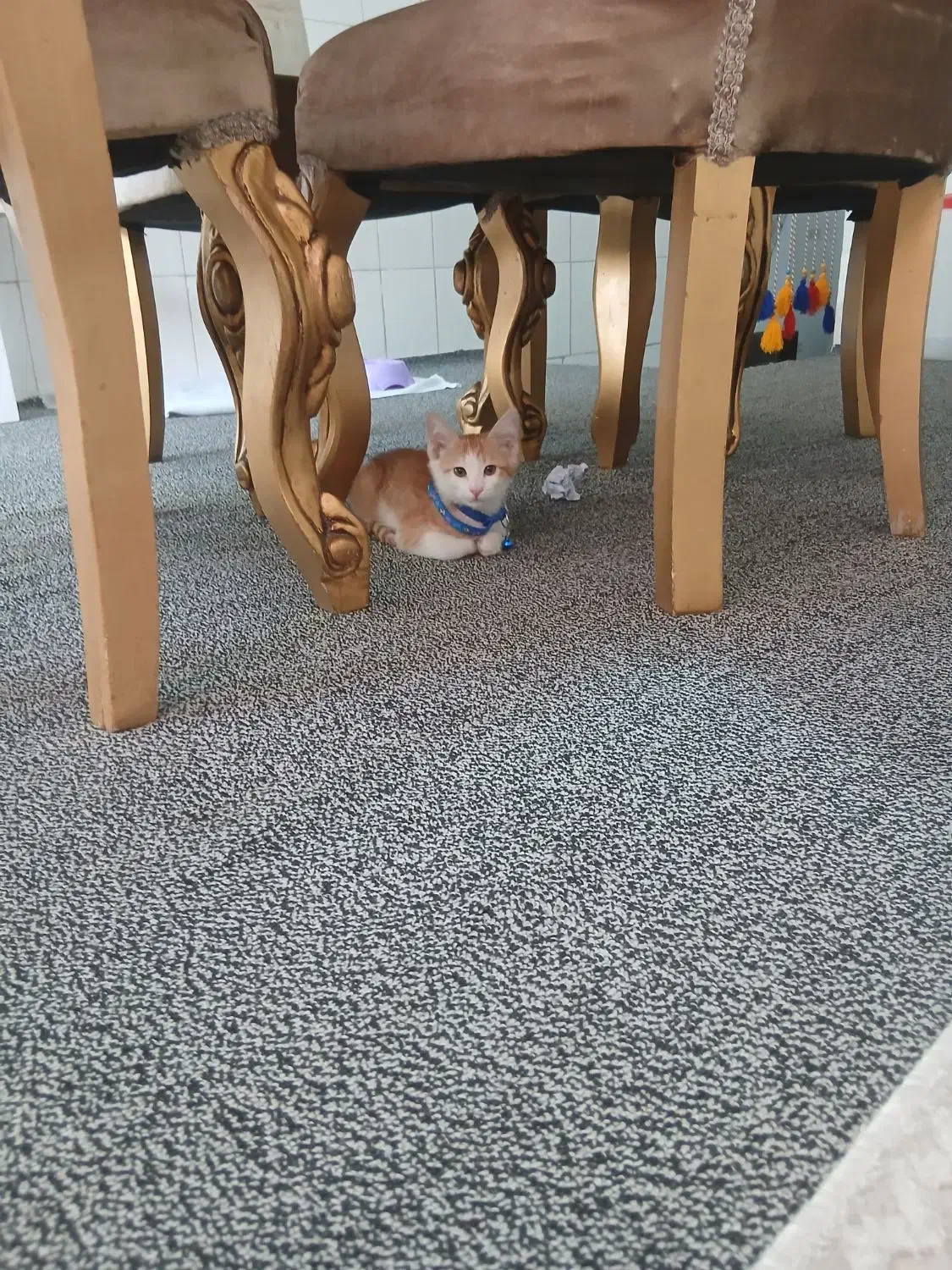 واگذاری|گربه|قم, انسجام|دیوار