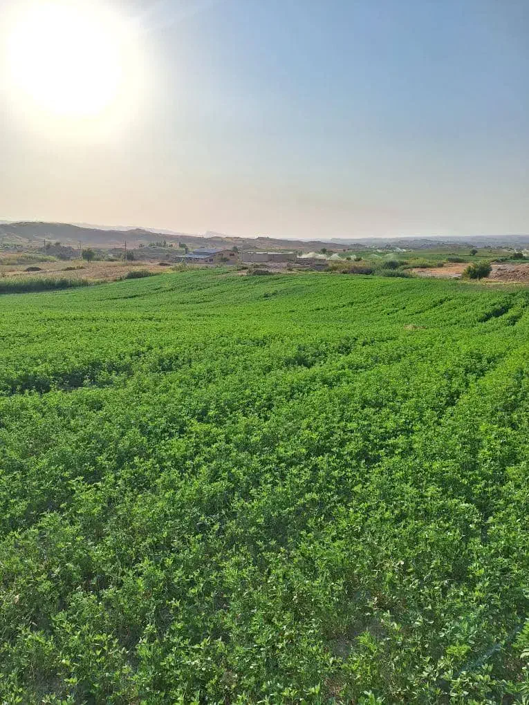 یونجه پرس و خرمنکوب|حیوانات مزرعه|دوگنبدان, |دیوار