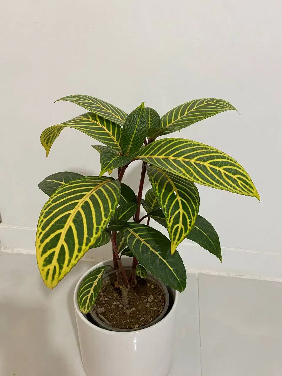 گل سانچزیا بسیار زیبا و خاص|گل و گیاه طبیعی|اصفهان, فرودگاه شهید بهشتی|دیوار