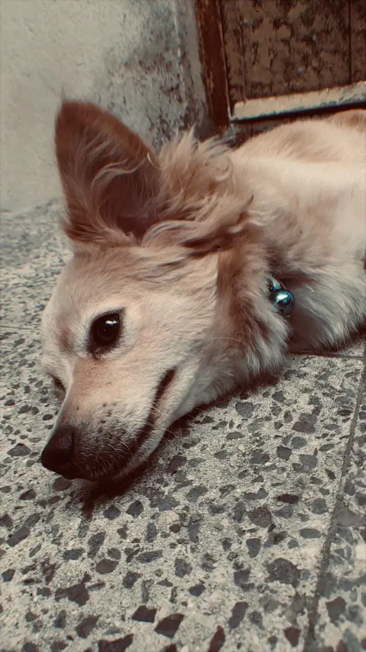 اشپیتز پامر|سگ|رامسر, |دیوار