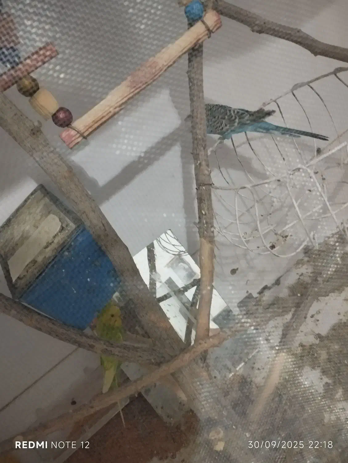 مرغ عشق|پرنده|تربت جام, معدآباد|دیوار