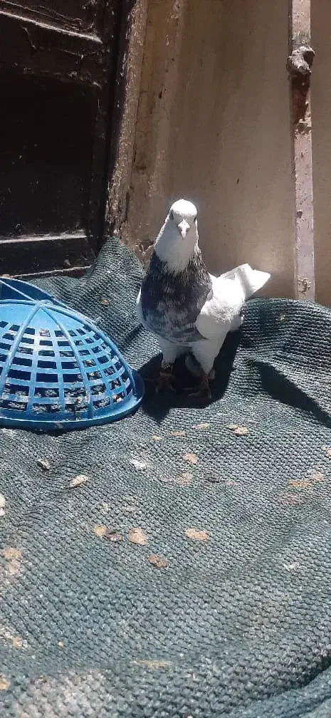 کبوتر|پرنده|شوش, |دیوار