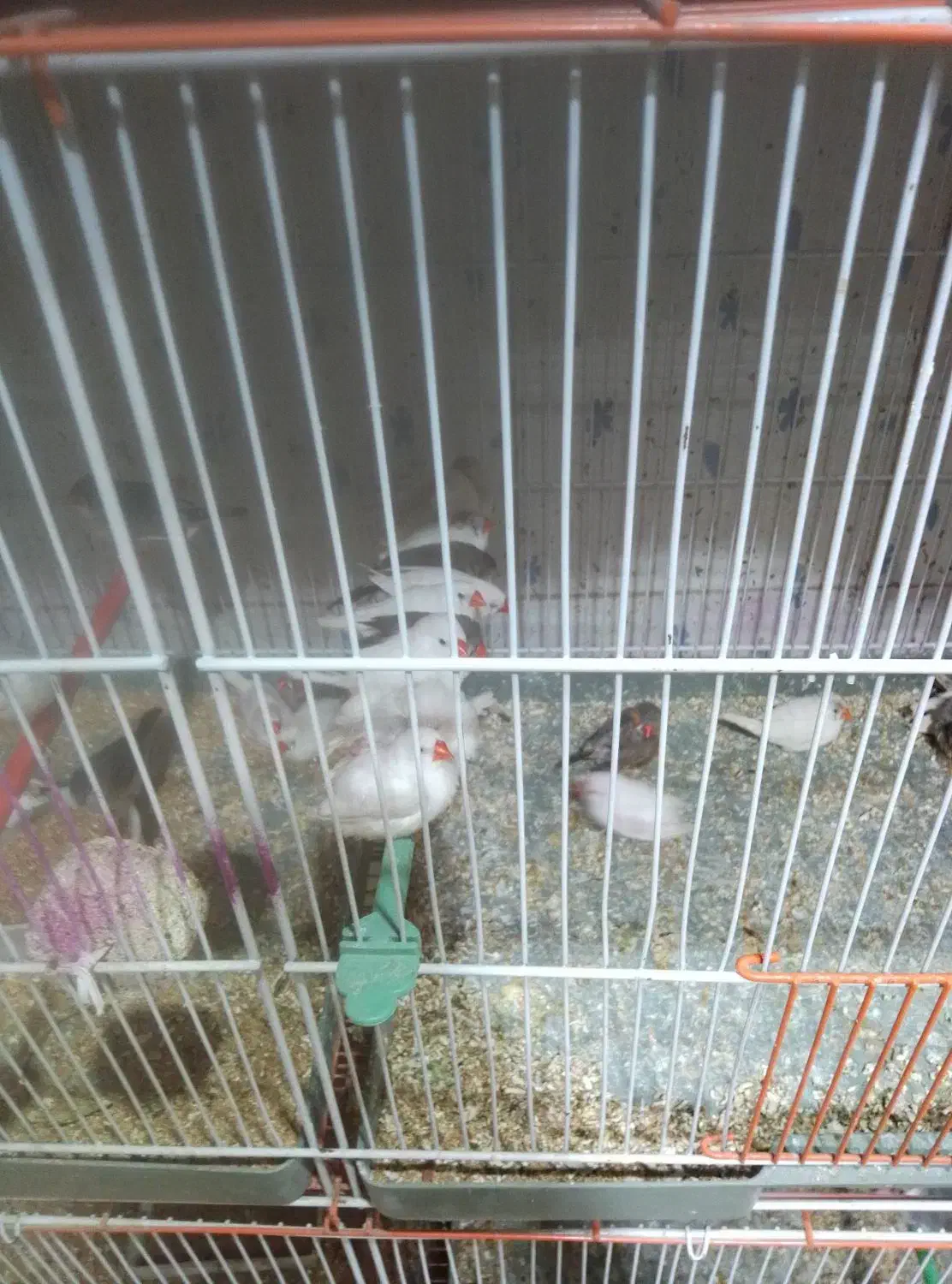 فروشی|پرنده|ایرانشهر, |دیوار