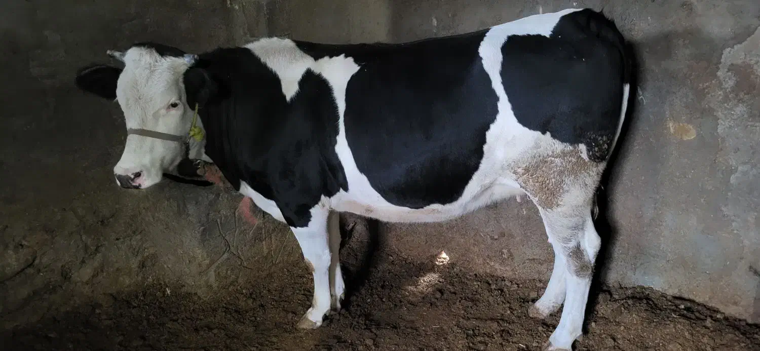 گاو یا گوساله|حیوانات مزرعه|دینور, |دیوار