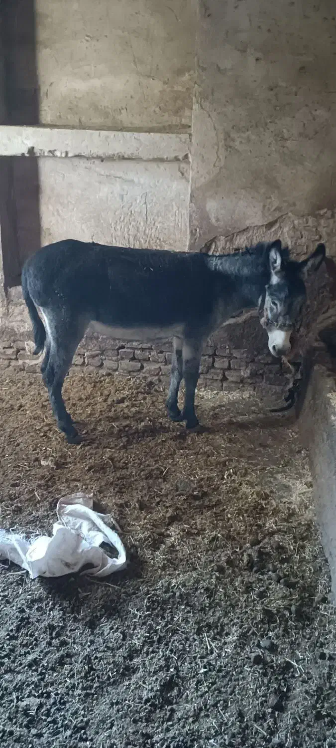 خر گله آرام|حیوانات مزرعه|زالیان, |دیوار