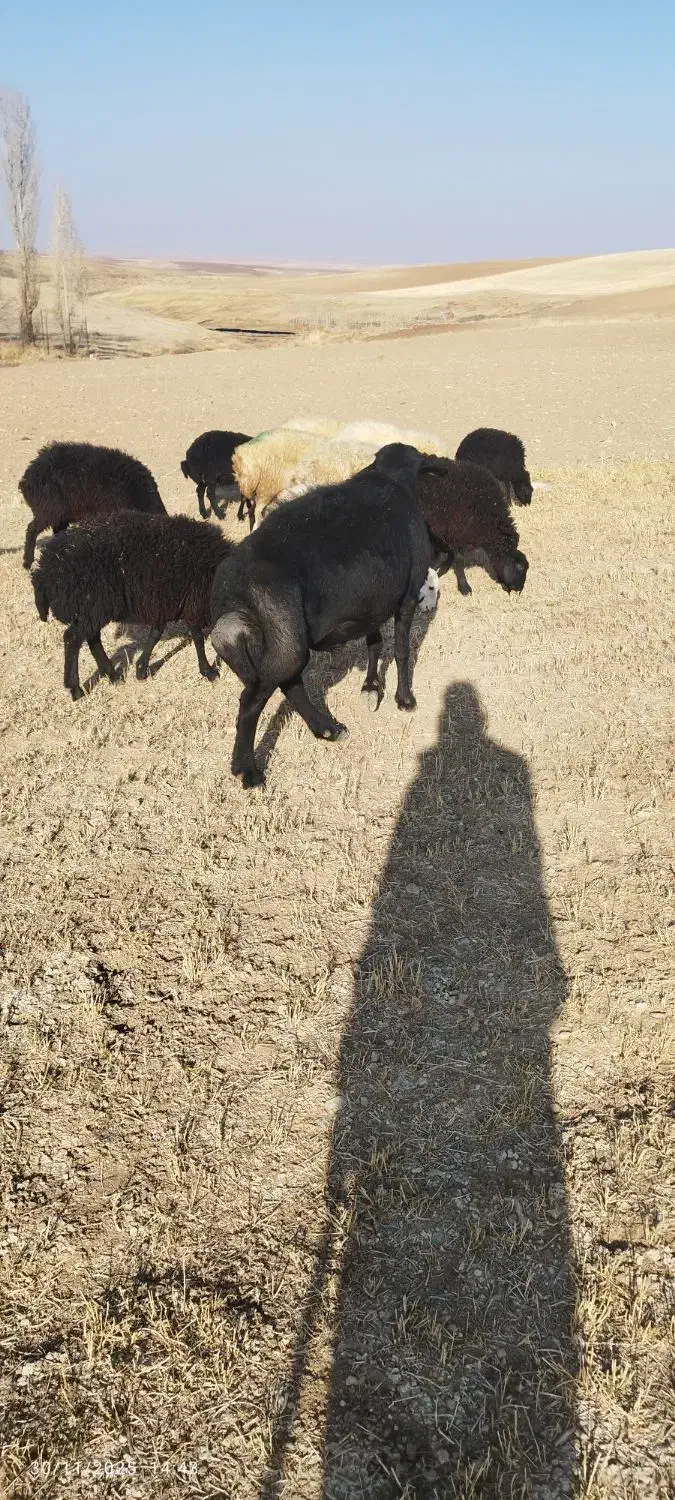 فروش یک عدد قوچ قزل سه سال|حیوانات مزرعه|کرفتو, |دیوار