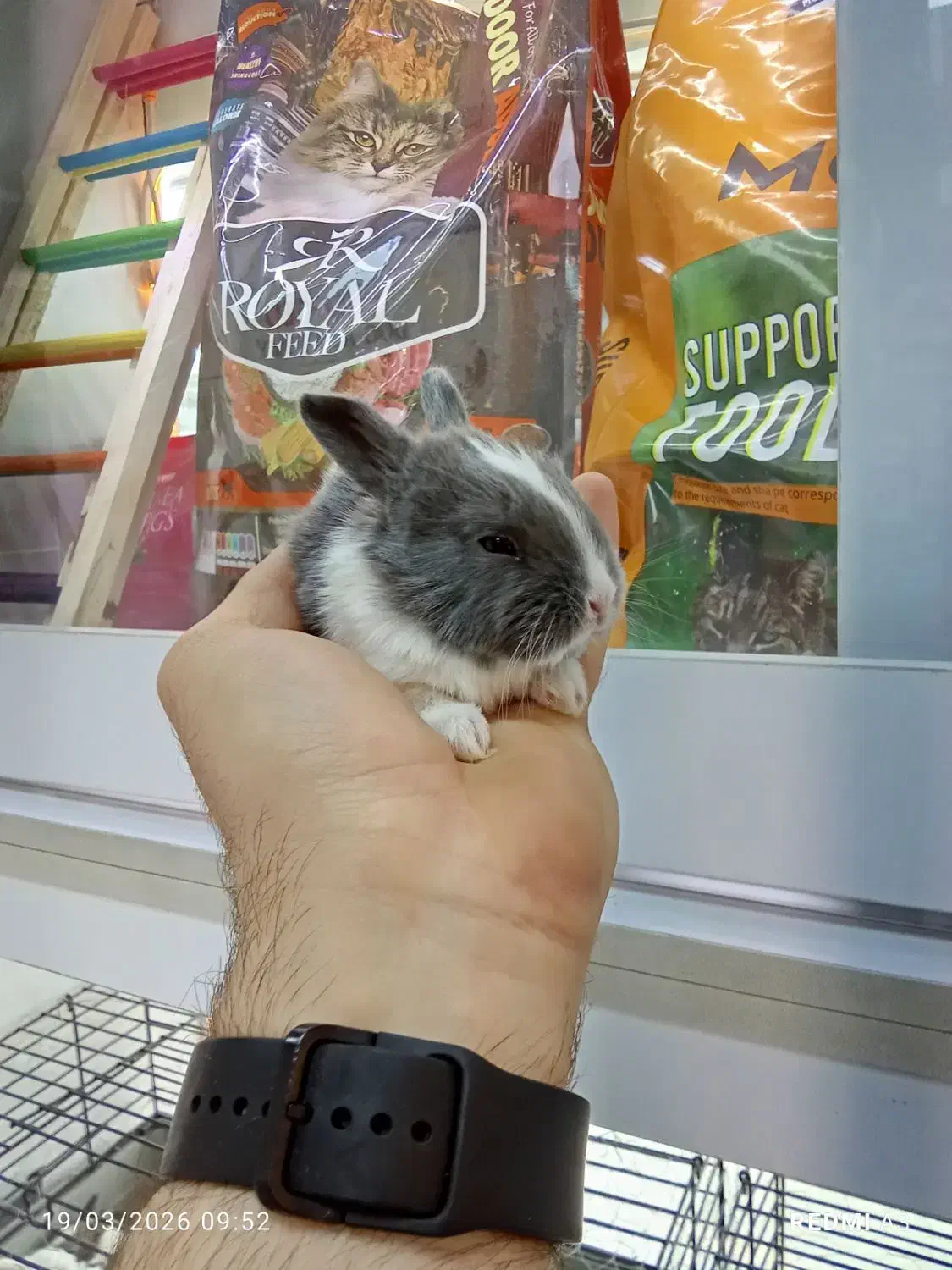 بچه خرگوش مینیاتوری|موش و خرگوش|تهران, تهرانپارس شرقی|دیوار