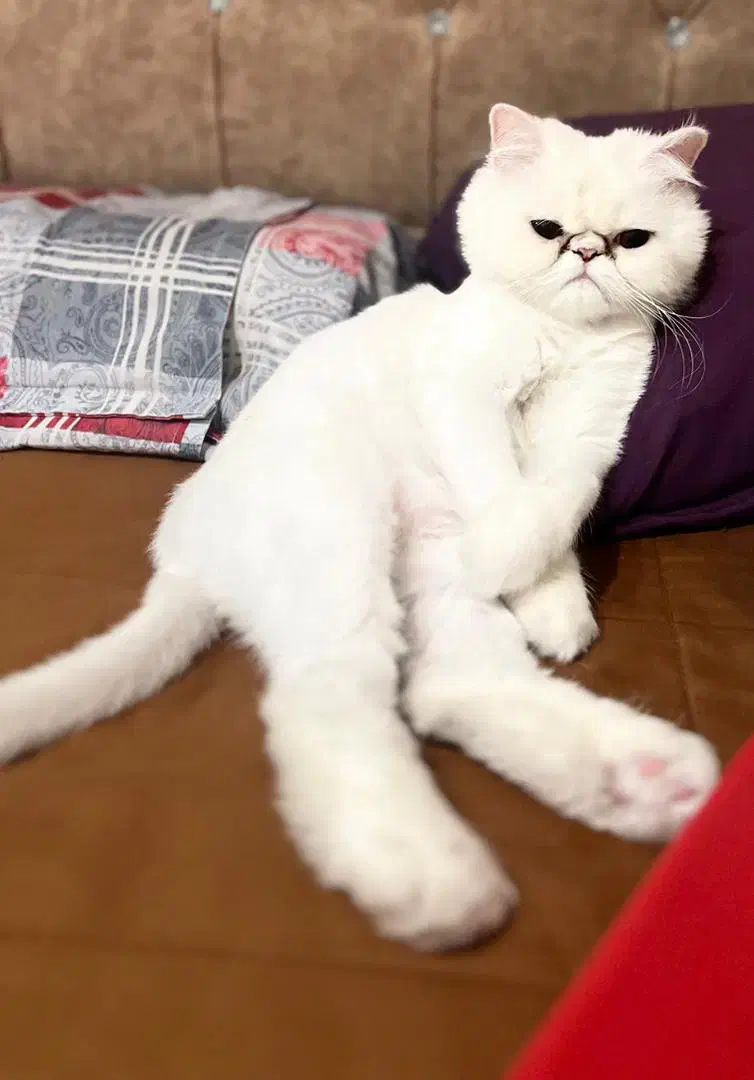 گربه پرشین سوپر فلت ماده عقیم شده|گربه|تهران, ائمه اطهار|دیوار