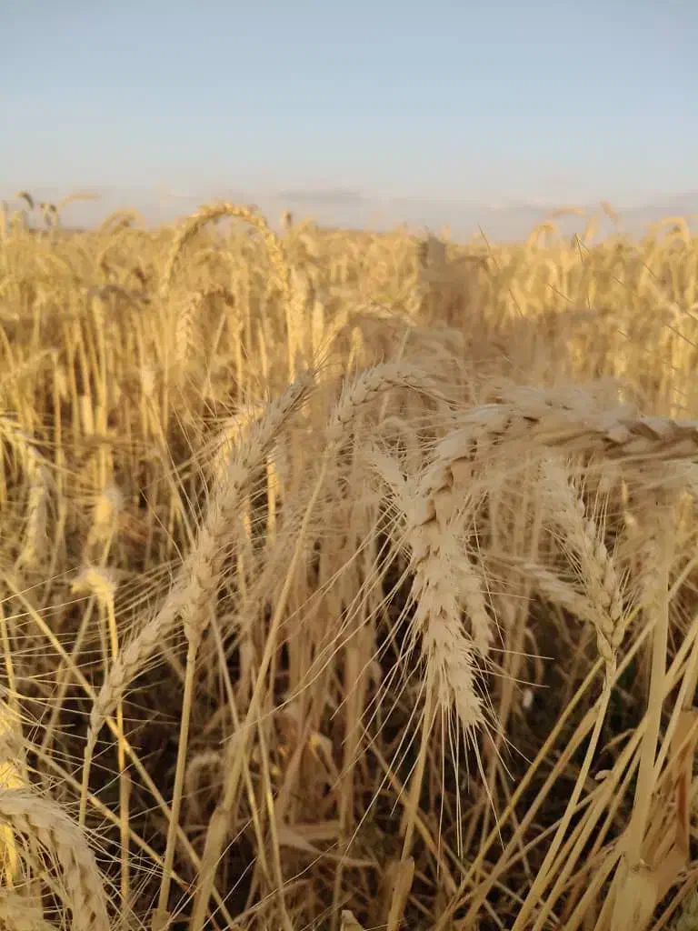 فروش گندم دیم بذری|عمدهفروشی|بیجار, |دیوار