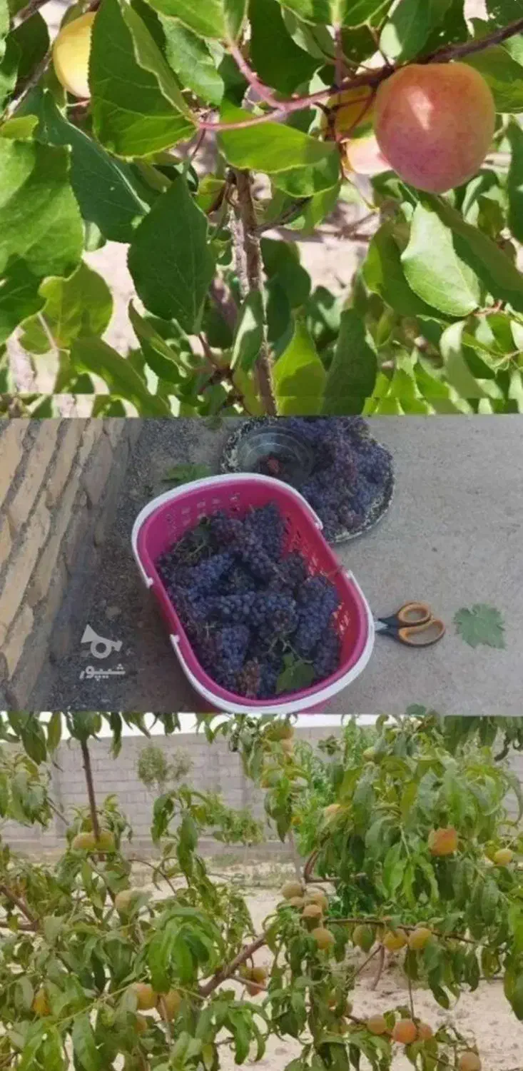 فروش باغ ویلا|فروش خانه و ویلا|کاشمر, |دیوار