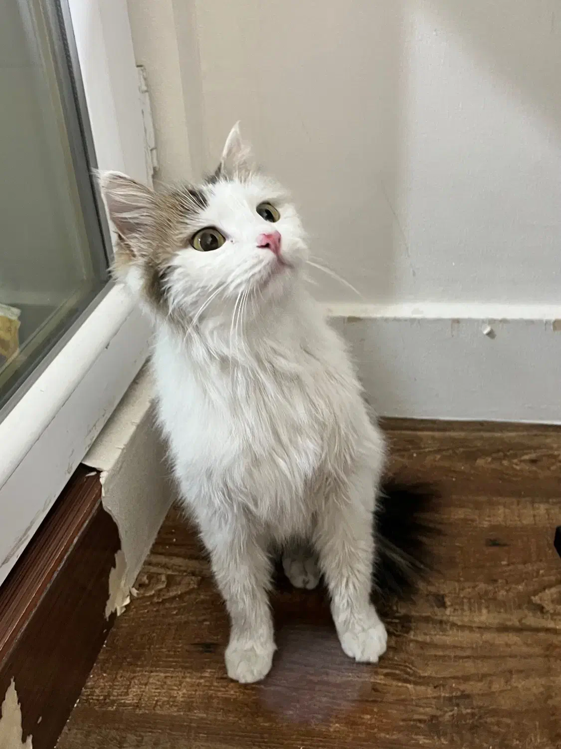 گربه پرشین واگذاری رایگان|گربه|قوچان, |دیوار